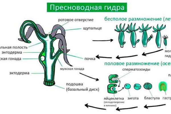 Ссылка на кракена для тора