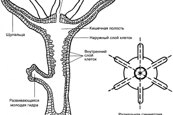 Сайт kraken тор